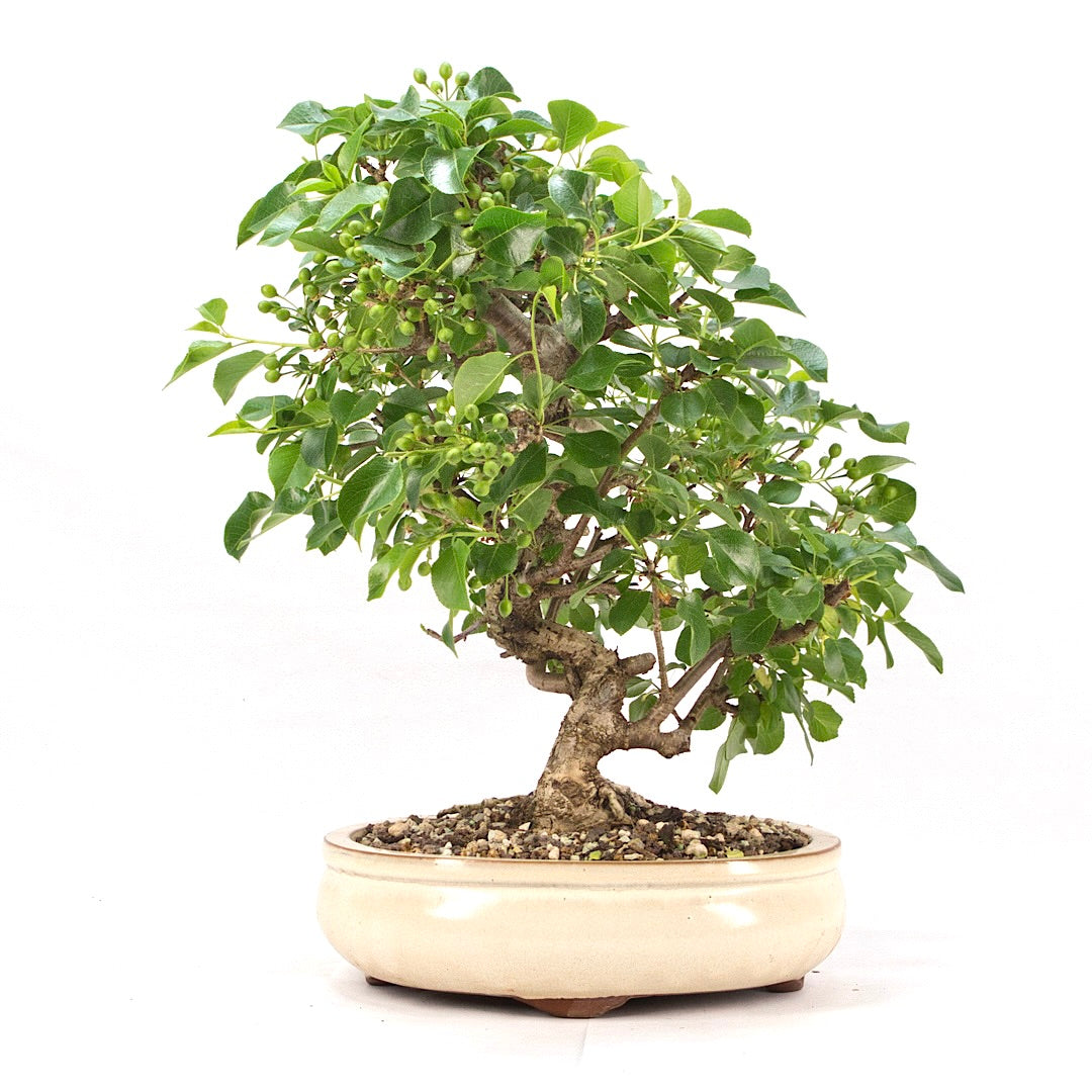 Steinweichsel 'Prunus mahaleb'